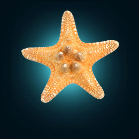 СMAS diver 1 star